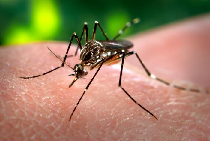 přenašeč viru Zika