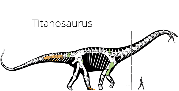 titanosaurus.png